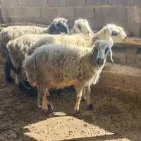 میش آبستن|حیوانات مزرعه|دهدشت, |دیوار