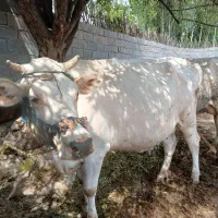 ماده گاو شکم دوم