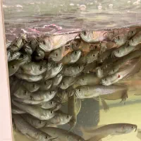 پخش عمده و خورده اروانا سیلور و البینو فقط تماس