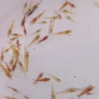 ماهی اکواریوم میگو شریمپ لابستر تصفیه سوبو|ماهی|مشهد, ایثارگران|دیوار