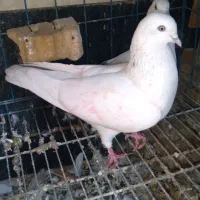 کبوتر بالگیر