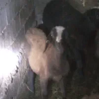 بره افشاری ماده|حیوانات مزرعه|دلند, |دیوار