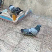 چند جفت کفتر|پرنده|میانه, |دیوار