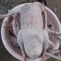 غاز محلی پاک کرده و آماده|حیوانات مزرعه|آستانه سرا, |دیوار