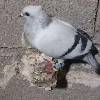 نروماده‌شامی‌کاکولی