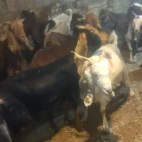 فروش بز چاق پروار شده