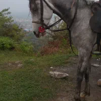 نریان عرب|اسب و تجهیزات اسب‌سواری|تنکابن, |دیوار