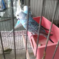 مرغ عشق جفت دوبارجوجه دادن|پرنده|تهران, اتابک|دیوار