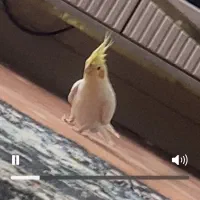 عروسی هلندی گم شده