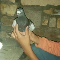کفتر
