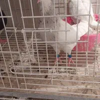 طوقی کرمانشاهی|پرنده|شاهینشهر, گرگاب|دیوار