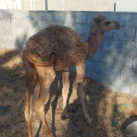 شتر ماده فروشی