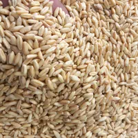 گندم  دیم بوجاری صدرصد بدون  آشغال