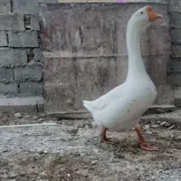 اهواز‌کارون|حیوانات مزرعه|کارون, |دیوار