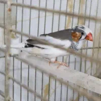 یک عدد فنج نر|پرنده|کرمان, |دیوار