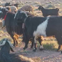 دو عدد پازن چپش سالار