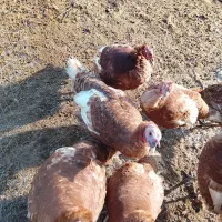 فروش بوقلمون بوربور نر