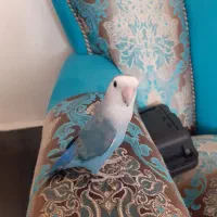 طوطی برزیلی . هودی طوطی|پرنده|کازرون, |دیوار