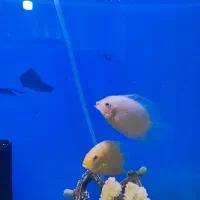 ماهی آکواریوم