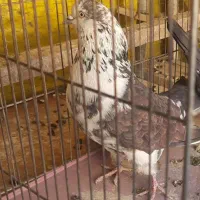 کفتر نر قاره|پرنده|شاهین‌شهر, نسیم ۵|دیوار