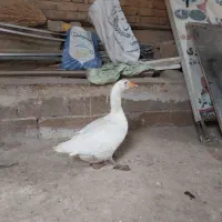 غاز ماده سفید