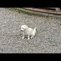 واگذاری سگ|سگ|رشت, معلم|دیوار