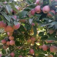 خریدار سیب عمده