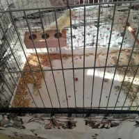 یک جفت قناری|پرنده|بجنورد, |دیوار