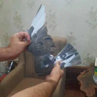 کفتر پرشی سرور شمرون