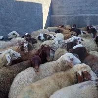 ۴۰ تا گوسفند آبستن سنگین همه شیره دار و جوان|حیوانات مزرعه|سنندج, |دیوار
