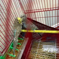 مرغ عشق|پرنده|اردبیل, |دیوار