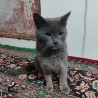 گربه اسکاتیش