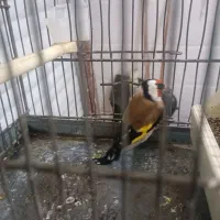 سهره پاییزه|پرنده|بروجرد, |دیوار