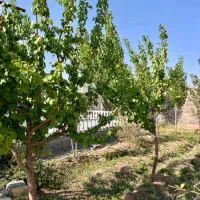 باغ ویلانوساز با امکانات کامل محی اباد .فروش فوری|فروش خانه و ویلا|ماهان, |دیوار