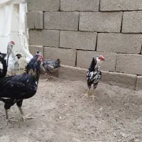 فروش ۷ عدد نیمچه