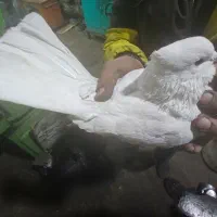 کبوتر تهرانی