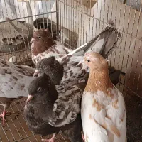 سینه پرشی|پرنده|مشهد, فرهنگ|دیوار