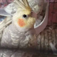 عروس هلندی ۵ماهه|پرنده|سردرود, |دیوار