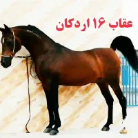 فروش دو راس نریان دره شوری زیر قیمت|اسب و تجهیزات اسب‌سواری|تهران, تهرانپارس غربی|دیوار