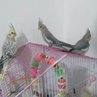 یک جفت عروس هلندی با ۳تا جوجه ۵ ماهه