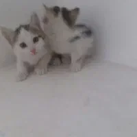 بچه گربه