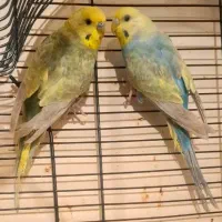 مرغ عشق  ریمبو ویولت رنگین‌کمانی