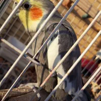 عروس هلندی نر