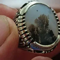 شجر قائن سوزنی ویاقوت
