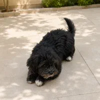 شیتزو چهار ماهه