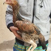 جوجه خروس و مرغ لاری