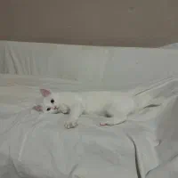 واگذاری گربه رایگان