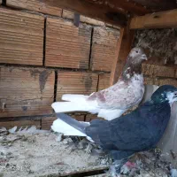 کبوتر پرشی|پرنده|کاشان, شهرک امیرالمومنین|دیوار