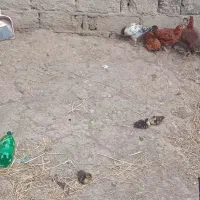 4 عدد جوجه کبابی