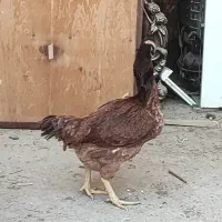 تخم مرغ لاری